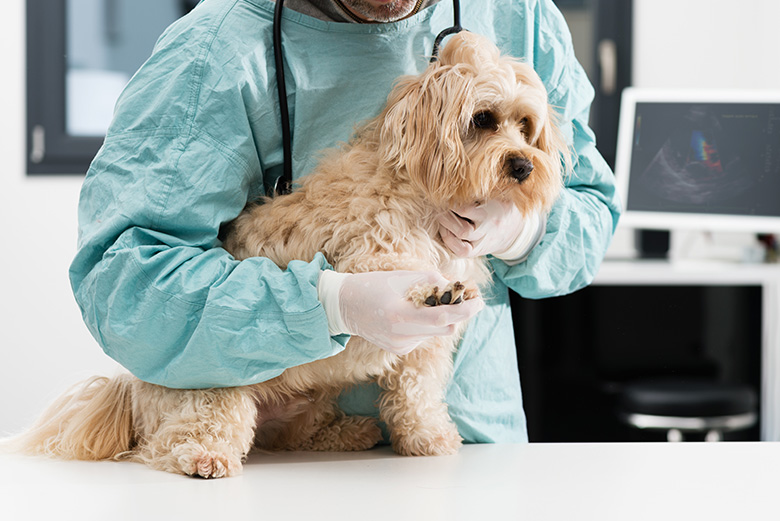 une mutuelle chien