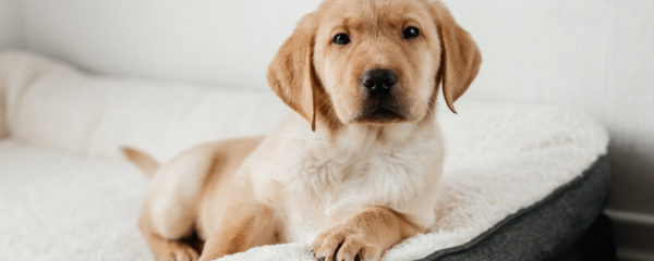 Éducation d’un chien