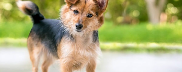 comportement d’un chien