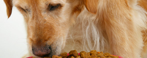 croquettes pour chien