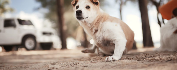 races de chiens