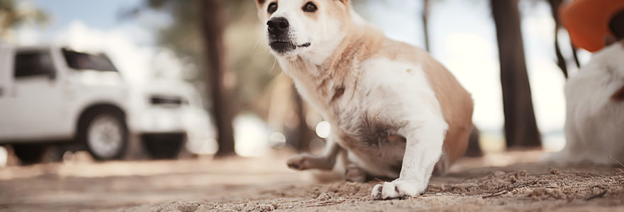 Les méthodes pour identifier les races de chien