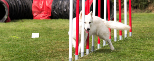 dresser son chien