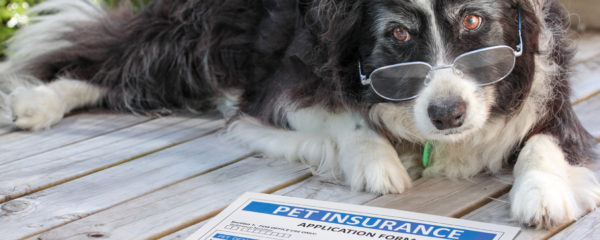 assurances santé pour chiens