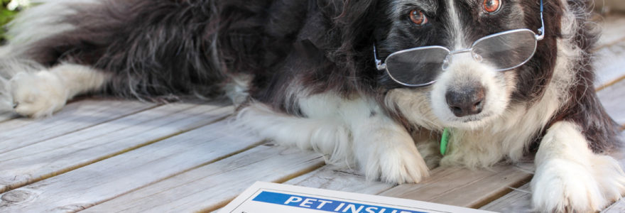 assurances santé pour chiens