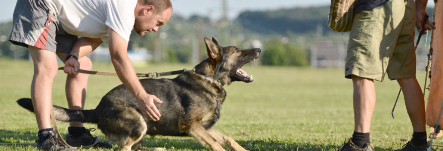 dresser son chien