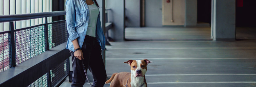 American Staffordshire
