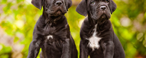 Cane Corso