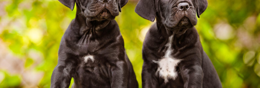 Cane Corso