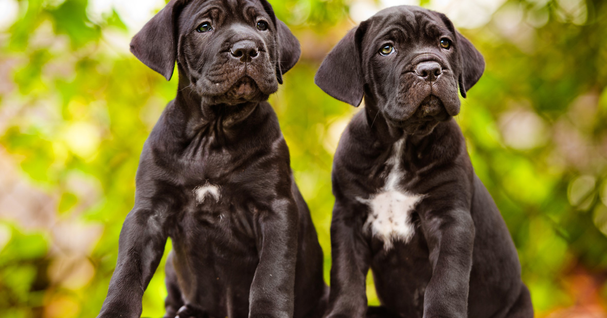 Cane Corso