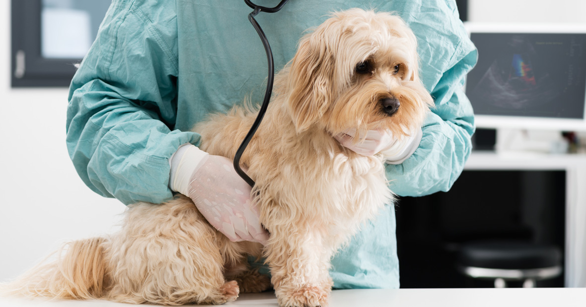 mutuelle pour chiens