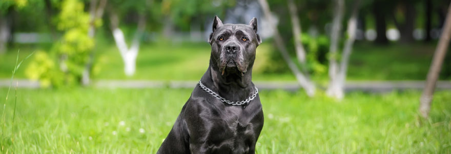 chien Cane Corso