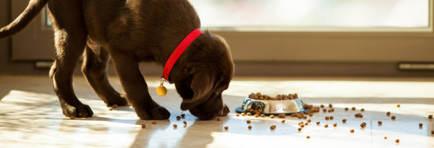 alimentation pour un chien