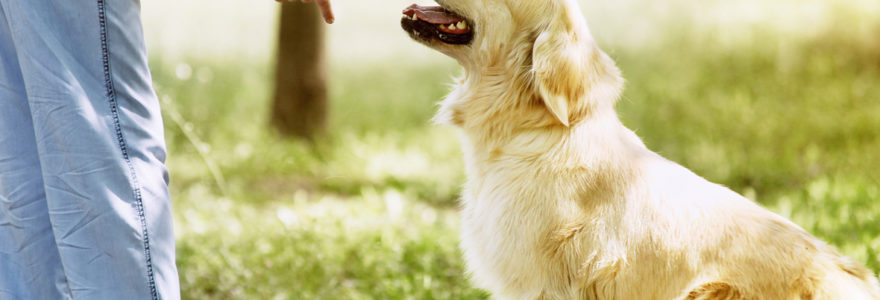 éducateur canin